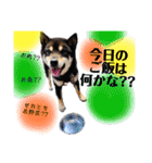 黒柴まろんくんスタンプ第2弾（個別スタンプ：27）