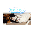 うちの猫ちゃんシリーズ1（個別スタンプ：1）