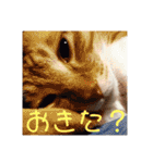うちの猫ちゃんシリーズ1（個別スタンプ：2）