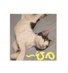 うちの猫ちゃんシリーズ1（個別スタンプ：3）