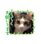 うちの猫ちゃんシリーズ1（個別スタンプ：4）