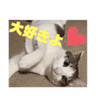 うちの猫ちゃんシリーズ1（個別スタンプ：5）