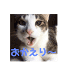 うちの猫ちゃんシリーズ1（個別スタンプ：6）