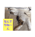 うちの猫ちゃんシリーズ1（個別スタンプ：7）