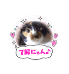 うちの猫ちゃんシリーズ1（個別スタンプ：8）