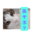 うちの猫ちゃんシリーズ1（個別スタンプ：9）