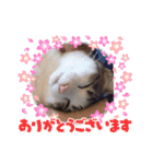 うちの猫ちゃんシリーズ1（個別スタンプ：10）