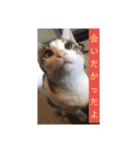 うちの猫ちゃんシリーズ1（個別スタンプ：11）