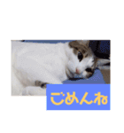 うちの猫ちゃんシリーズ1（個別スタンプ：12）