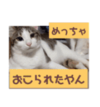 うちの猫ちゃんシリーズ1（個別スタンプ：13）