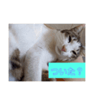 うちの猫ちゃんシリーズ1（個別スタンプ：14）