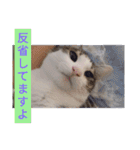 うちの猫ちゃんシリーズ1（個別スタンプ：15）
