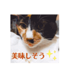 うちの猫ちゃんシリーズ1（個別スタンプ：16）