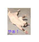 うちの猫ちゃんシリーズ1（個別スタンプ：17）