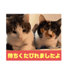うちの猫ちゃんシリーズ1（個別スタンプ：19）