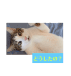 うちの猫ちゃんシリーズ1（個別スタンプ：20）