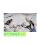 うちの猫ちゃんシリーズ1（個別スタンプ：21）
