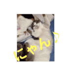 うちの猫ちゃんシリーズ1（個別スタンプ：22）