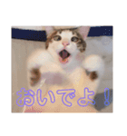 うちの猫ちゃんシリーズ1（個別スタンプ：23）