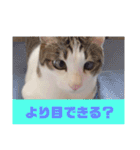 うちの猫ちゃんシリーズ1（個別スタンプ：24）