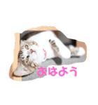 蒼空雪桜すたんぷ（個別スタンプ：4）
