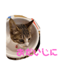 蒼空雪桜すたんぷ（個別スタンプ：6）