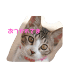 蒼空雪桜すたんぷ（個別スタンプ：10）
