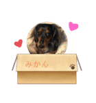 かいらにすたんぷ。（個別スタンプ：8）