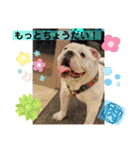ブルドッグ のおにく君（個別スタンプ：1）