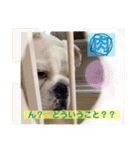 ブルドッグ のおにく君（個別スタンプ：2）
