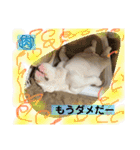 ブルドッグ のおにく君（個別スタンプ：3）