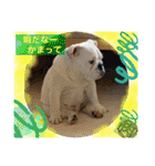 ブルドッグ のおにく君（個別スタンプ：4）