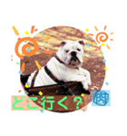 ブルドッグ のおにく君（個別スタンプ：5）