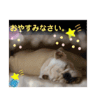 ブルドッグ のおにく君（個別スタンプ：7）
