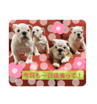 ブルドッグ のおにく君（個別スタンプ：9）