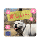 ブルドッグ のおにく君（個別スタンプ：14）