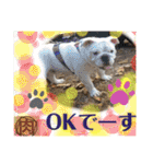 ブルドッグ のおにく君（個別スタンプ：19）