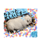 ブルドッグ のおにく君（個別スタンプ：21）