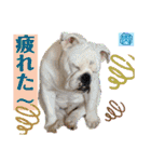 ブルドッグ のおにく君（個別スタンプ：23）