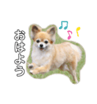 チワワ のゆうすけ2（個別スタンプ：1）