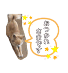 チワワ のゆうすけ2（個別スタンプ：7）