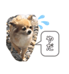 チワワ のゆうすけ2（個別スタンプ：10）