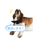わくわく！《バセ校スタンプ》（個別スタンプ：11）