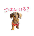 conaigo（個別スタンプ：1）