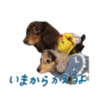 conaigo（個別スタンプ：5）