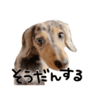 conaigo（個別スタンプ：12）