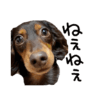 conaigo（個別スタンプ：15）