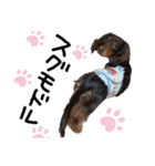 conaigo（個別スタンプ：16）