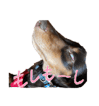 conaigo（個別スタンプ：27）