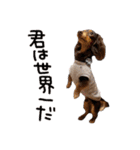 conaigo（個別スタンプ：33）